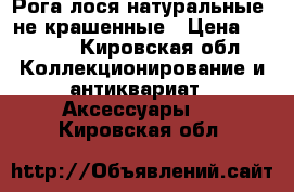 Рога лося натуральные, не крашенные › Цена ­ 3 000 - Кировская обл. Коллекционирование и антиквариат » Аксессуары   . Кировская обл.